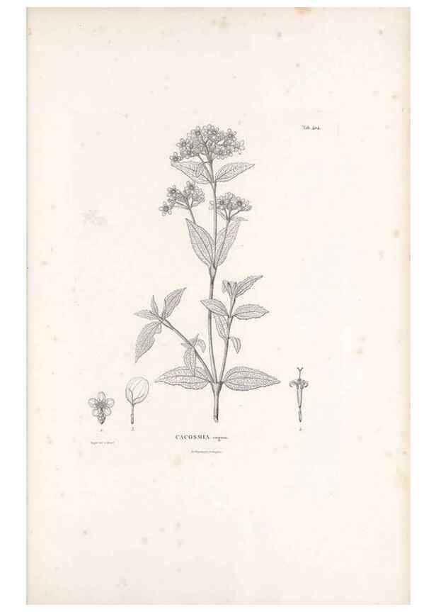 Reproducción/Reproduction 49521635461: Nova genera et species plantarum :. Antverpiae :Ex officina Christophori Plantini ...,1576.. 