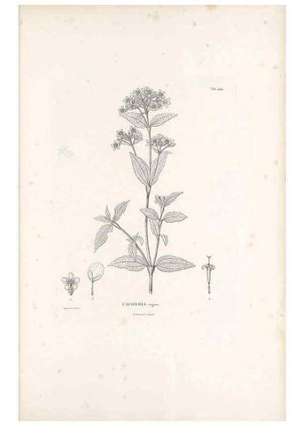 Reproducción/Reproduction 49521635461: Nova genera et species plantarum :. Antverpiae :Ex officina Christophori Plantini ...,1576.. 