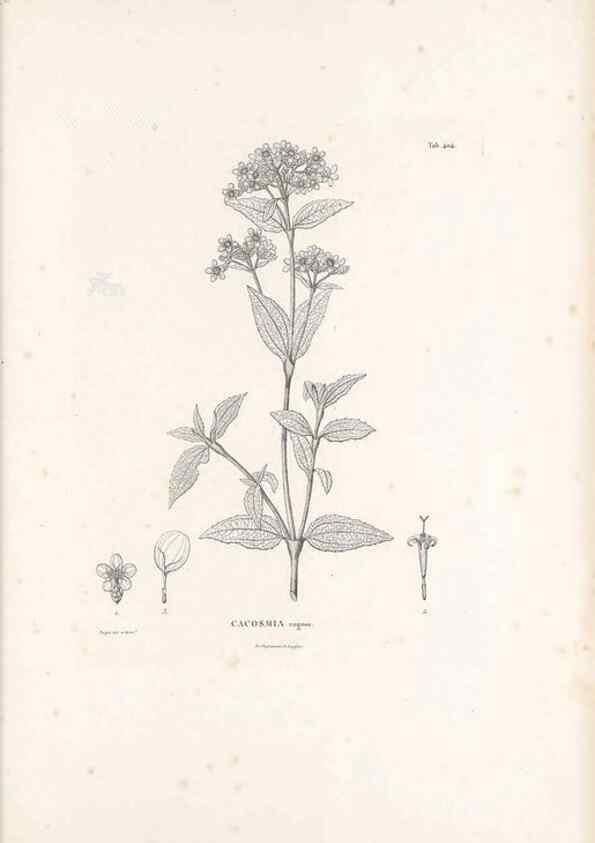 Reproducción/Reproduction 49521635461: Nova genera et species plantarum :. Antverpiae :Ex officina Christophori Plantini ...,1576.. 