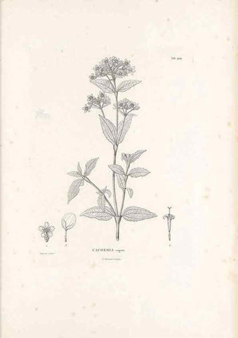 Reproducción/Reproduction 49521635461: Nova genera et species plantarum :. Antverpiae :Ex officina Christophori Plantini ...,1576.. 