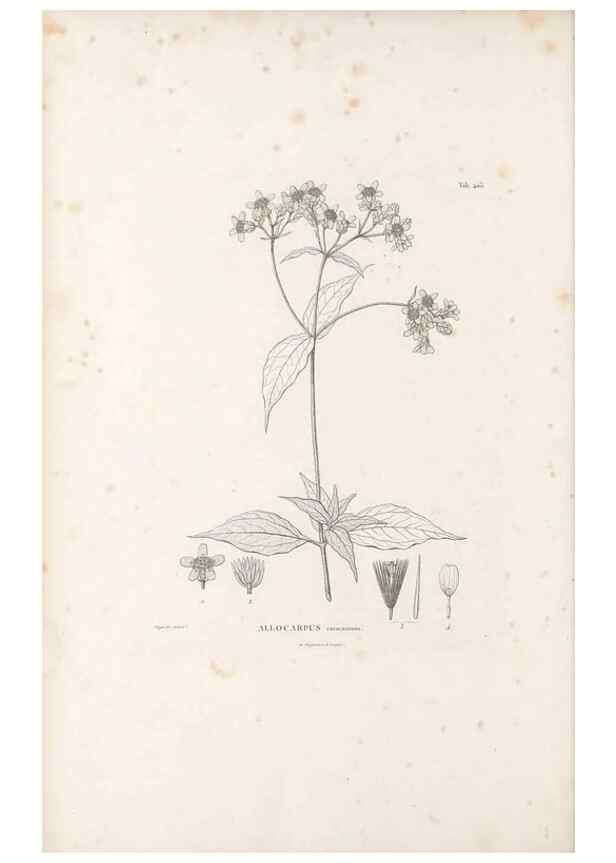 Reproducción/Reproduction 49521635796: Nova genera et species plantarum :. Antverpiae :Ex officina Christophori Plantini ...,1576.. 