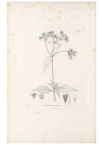 Reproducción/Reproduction 49521635796: Nova genera et species plantarum :. Antverpiae :Ex officina Christophori Plantini ...,1576.. 