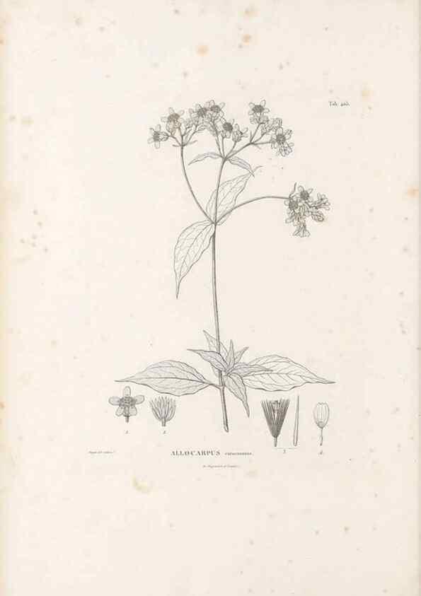 Reproducción/Reproduction 49521635796: Nova genera et species plantarum :. Antverpiae :Ex officina Christophori Plantini ...,1576.. 