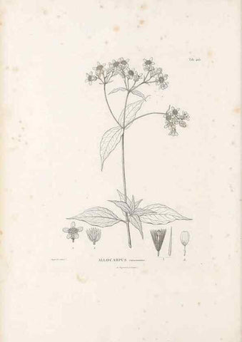 Reproducción/Reproduction 49521635796: Nova genera et species plantarum :. Antverpiae :Ex officina Christophori Plantini ...,1576.. 