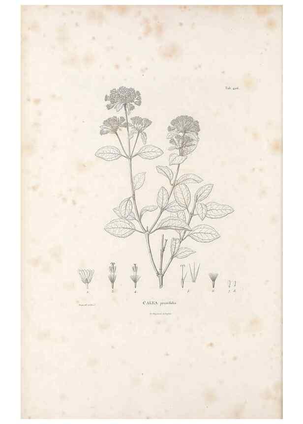 Reproducción/Reproduction 49521847492: Nova genera et species plantarum :. Antverpiae :Ex officina Christophori Plantini ...,1576.. 
