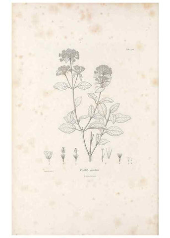 Reproducción/Reproduction 49521847492: Nova genera et species plantarum :. Antverpiae :Ex officina Christophori Plantini ...,1576.. 