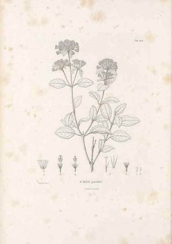 Reproducción/Reproduction 49521847492: Nova genera et species plantarum :. Antverpiae :Ex officina Christophori Plantini ...,1576.. 