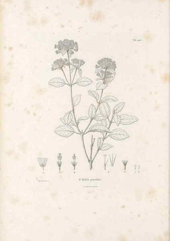 Reproducción/Reproduction 49521847492: Nova genera et species plantarum :. Antverpiae :Ex officina Christophori Plantini ...,1576.. 