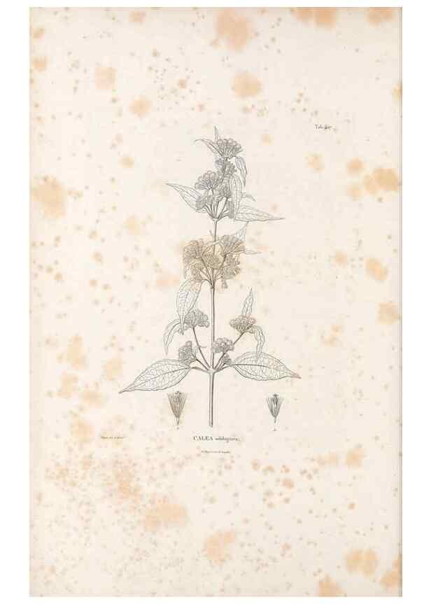 Reproducción/Reproduction 49521636501: Nova genera et species plantarum :. Antverpiae :Ex officina Christophori Plantini ...,1576.. 