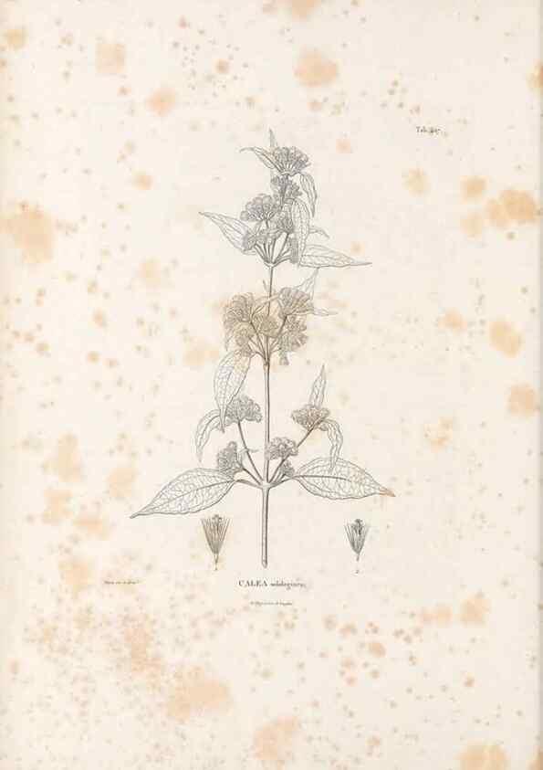 Reproducción/Reproduction 49521636501: Nova genera et species plantarum :. Antverpiae :Ex officina Christophori Plantini ...,1576.. 