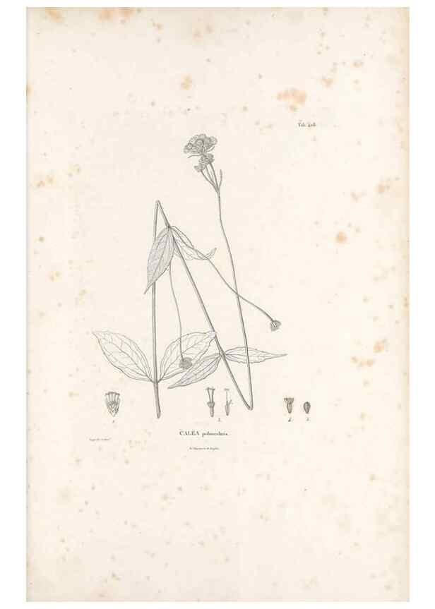 Reproducción/Reproduction 49521112548: Nova genera et species plantarum :. Antverpiae :Ex officina Christophori Plantini ...,1576.. 