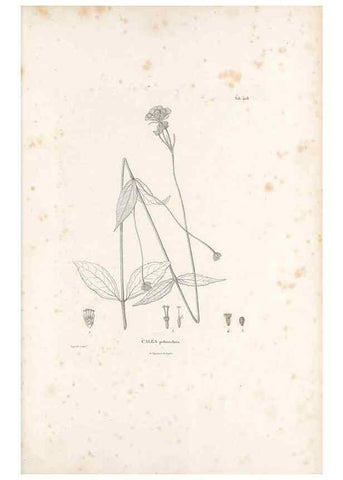Reproducción/Reproduction 49521112548: Nova genera et species plantarum :. Antverpiae :Ex officina Christophori Plantini ...,1576.. 