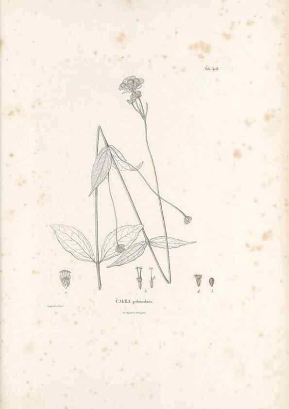 Reproducción/Reproduction 49521112548: Nova genera et species plantarum :. Antverpiae :Ex officina Christophori Plantini ...,1576.. 