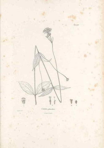 Reproducción/Reproduction 49521112548: Nova genera et species plantarum :. Antverpiae :Ex officina Christophori Plantini ...,1576.. 