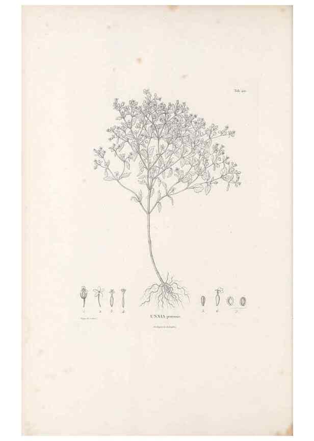 Reproducción/Reproduction 49521110363: Nova genera et species plantarum :. Antverpiae :Ex officina Christophori Plantini ...,1576.. 