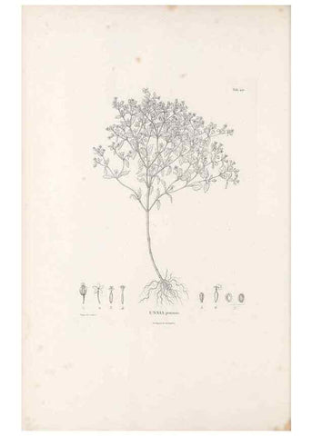 Reproducción/Reproduction 49521110363: Nova genera et species plantarum :. Antverpiae :Ex officina Christophori Plantini ...,1576.. 