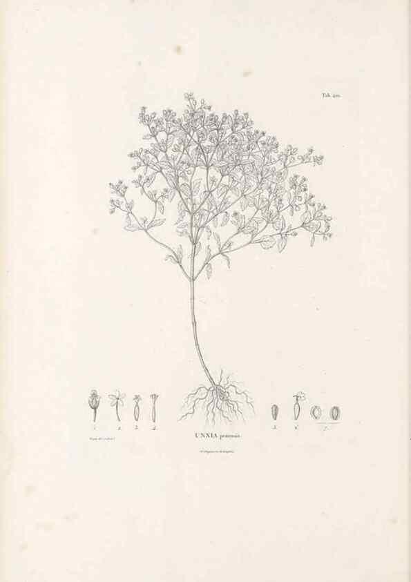 Reproducción/Reproduction 49521110363: Nova genera et species plantarum :. Antverpiae :Ex officina Christophori Plantini ...,1576.. 
