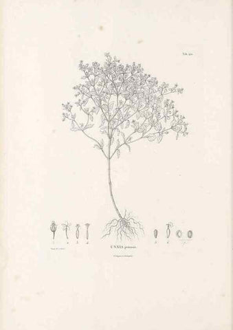 Reproducción/Reproduction 49521110363: Nova genera et species plantarum :. Antverpiae :Ex officina Christophori Plantini ...,1576.. 