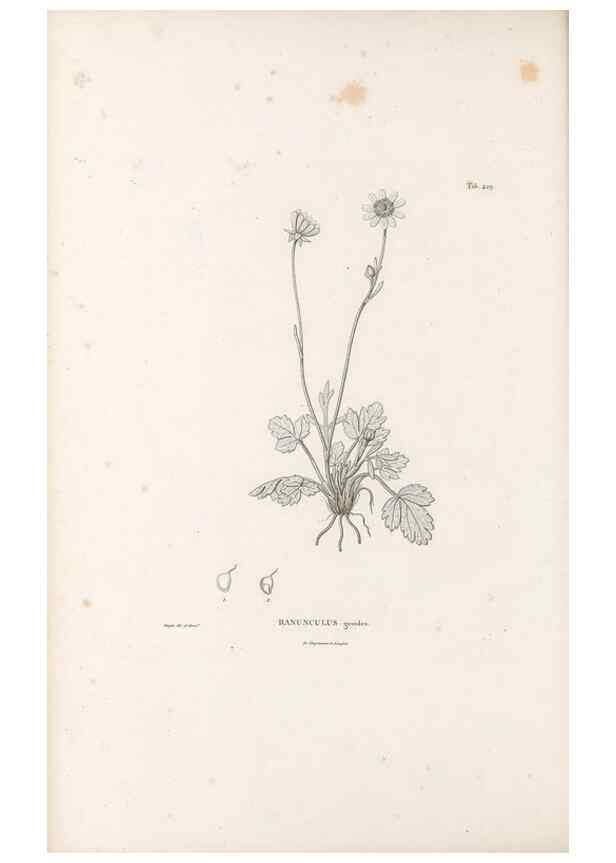 Reproducción/Reproduction 49521695581: Nova genera et species plantarum :. Antverpiae :Ex officina Christophori Plantini ...,1576.. 