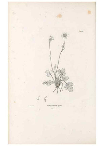 Reproducción/Reproduction 49521695581: Nova genera et species plantarum :. Antverpiae :Ex officina Christophori Plantini ...,1576.. 