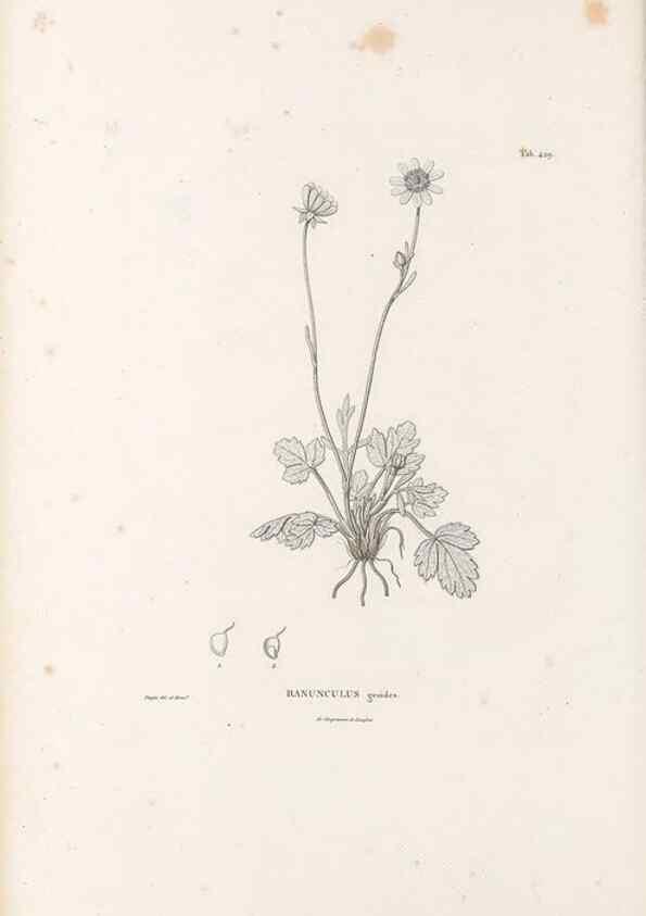 Reproducción/Reproduction 49521695581: Nova genera et species plantarum :. Antverpiae :Ex officina Christophori Plantini ...,1576.. 