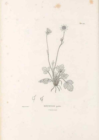 Reproducción/Reproduction 49521695581: Nova genera et species plantarum :. Antverpiae :Ex officina Christophori Plantini ...,1576.. 