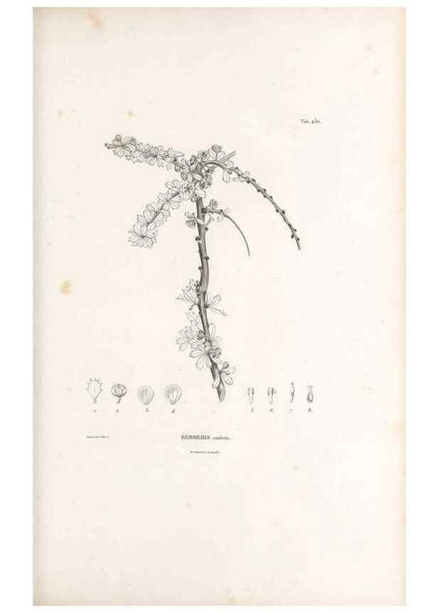 Reproducción/Reproduction 49521695886: Nova genera et species plantarum :. Antverpiae :Ex officina Christophori Plantini ...,1576.. 