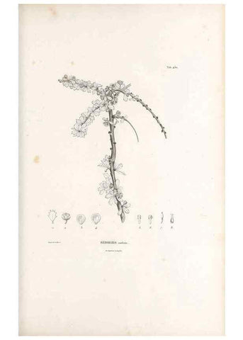 Reproducción/Reproduction 49521695886: Nova genera et species plantarum :. Antverpiae :Ex officina Christophori Plantini ...,1576.. 