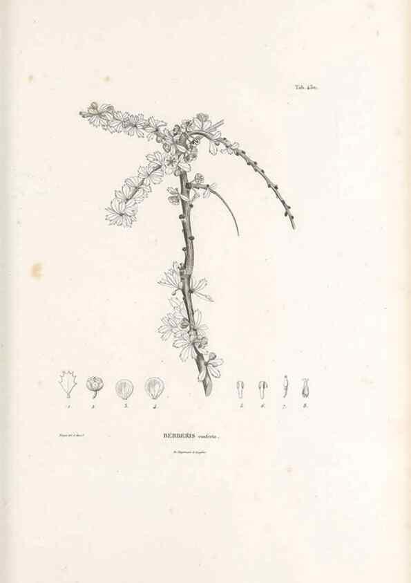 Reproducción/Reproduction 49521695886: Nova genera et species plantarum :. Antverpiae :Ex officina Christophori Plantini ...,1576.. 