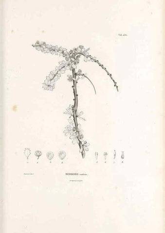 Reproducción/Reproduction 49521695886: Nova genera et species plantarum :. Antverpiae :Ex officina Christophori Plantini ...,1576.. 