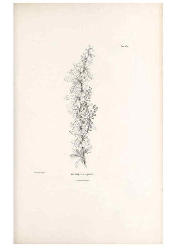 Reproducción/Reproduction 49521908512: Nova genera et species plantarum :. Antverpiae :Ex officina Christophori Plantini ...,1576.. 