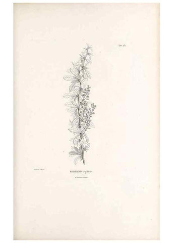 Reproducción/Reproduction 49521908512: Nova genera et species plantarum :. Antverpiae :Ex officina Christophori Plantini ...,1576.. 