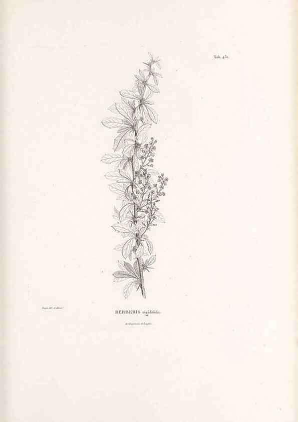 Reproducción/Reproduction 49521908512: Nova genera et species plantarum :. Antverpiae :Ex officina Christophori Plantini ...,1576.. 