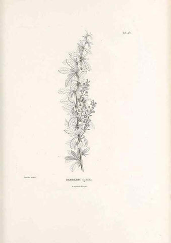 Reproducción/Reproduction 49521908512: Nova genera et species plantarum :. Antverpiae :Ex officina Christophori Plantini ...,1576.. 