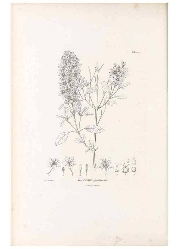 Reproducción/Reproduction 49521178998: Nova genera et species plantarum :. Antverpiae :Ex officina Christophori Plantini ...,1576.. 