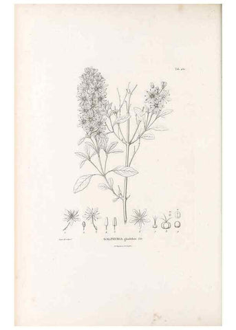 Reproducción/Reproduction 49521178998: Nova genera et species plantarum :. Antverpiae :Ex officina Christophori Plantini ...,1576.. 