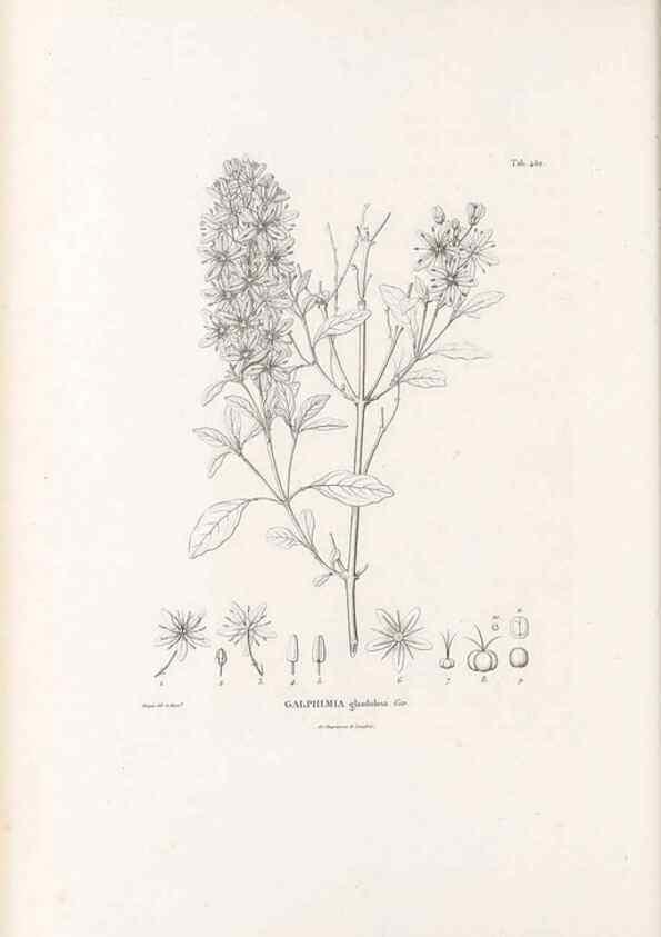 Reproducción/Reproduction 49521178998: Nova genera et species plantarum :. Antverpiae :Ex officina Christophori Plantini ...,1576.. 