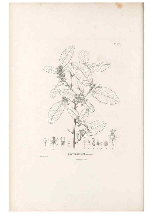 Reproducción/Reproduction 49521915432: Nova genera et species plantarum :. Antverpiae :Ex officina Christophori Plantini ...,1576.. 