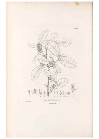 Reproducción/Reproduction 49521915432: Nova genera et species plantarum :. Antverpiae :Ex officina Christophori Plantini ...,1576.. 