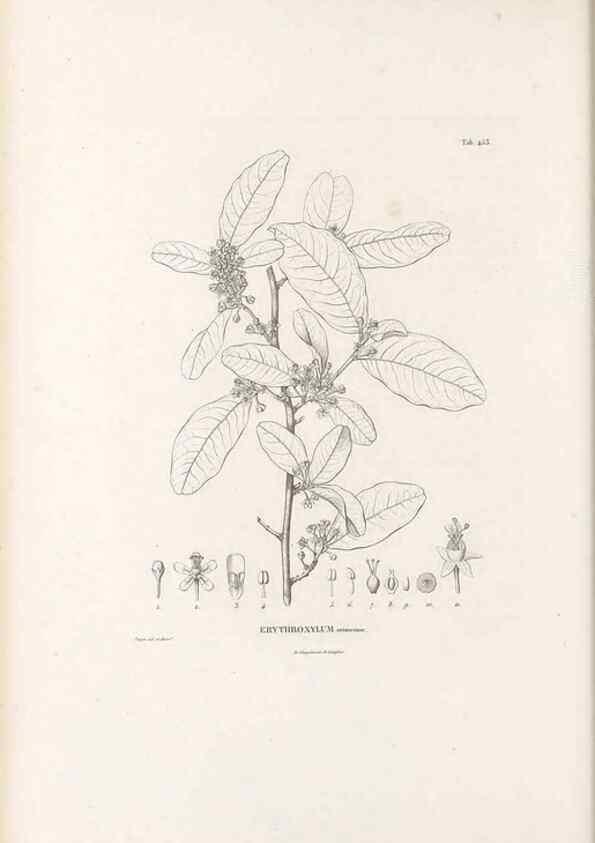 Reproducción/Reproduction 49521915432: Nova genera et species plantarum :. Antverpiae :Ex officina Christophori Plantini ...,1576.. 
