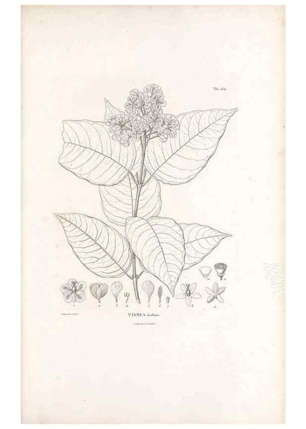 Reproducción/Reproduction 49521915752: Nova genera et species plantarum :. Antverpiae :Ex officina Christophori Plantini ...,1576.. 