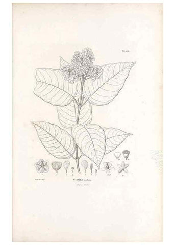 Reproducción/Reproduction 49521915752: Nova genera et species plantarum :. Antverpiae :Ex officina Christophori Plantini ...,1576.. 