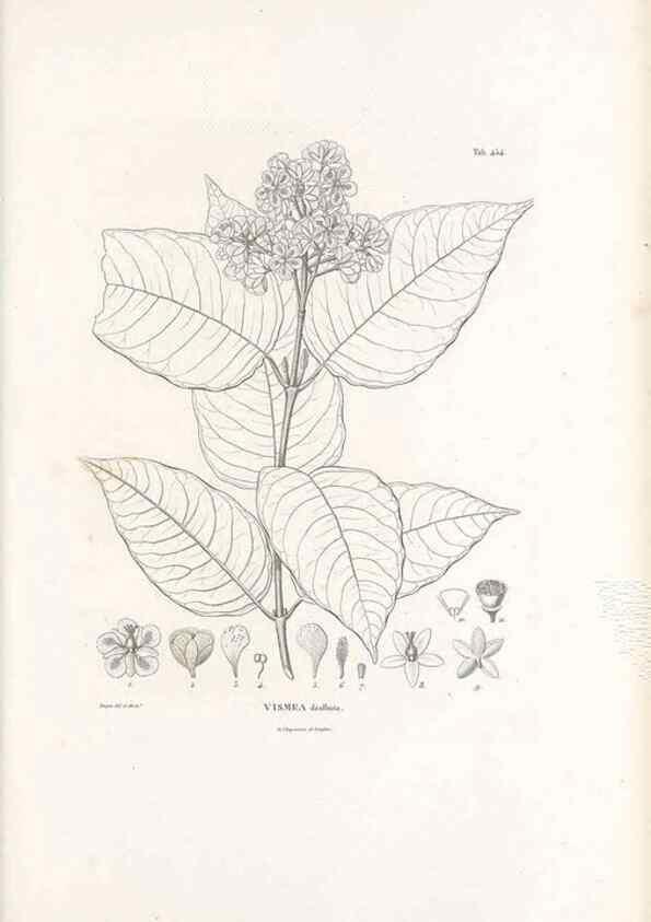 Reproducción/Reproduction 49521915752: Nova genera et species plantarum :. Antverpiae :Ex officina Christophori Plantini ...,1576.. 