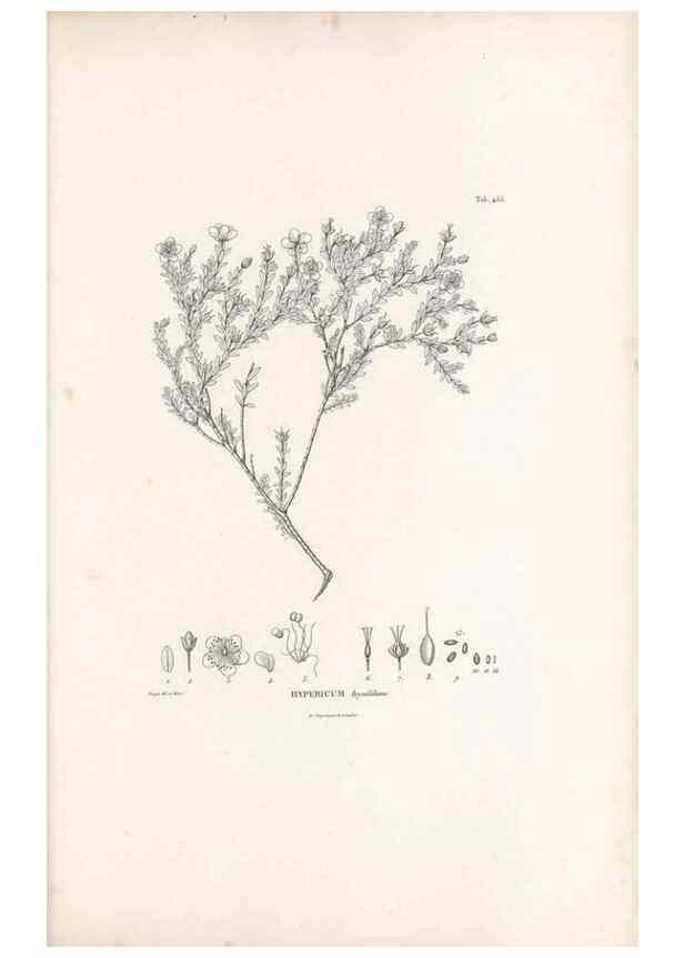 Reproducción/Reproduction 49521179973: Nova genera et species plantarum :. Antverpiae :Ex officina Christophori Plantini ...,1576.. 