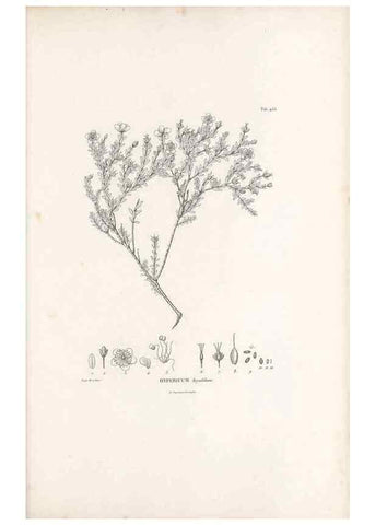 Reproducción/Reproduction 49521179973: Nova genera et species plantarum :. Antverpiae :Ex officina Christophori Plantini ...,1576.. 