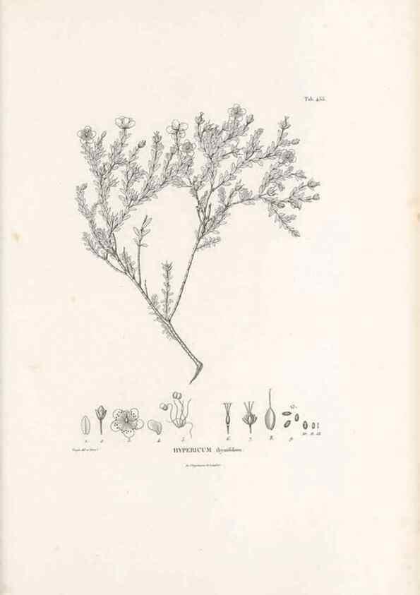 Reproducción/Reproduction 49521179973: Nova genera et species plantarum :. Antverpiae :Ex officina Christophori Plantini ...,1576.. 