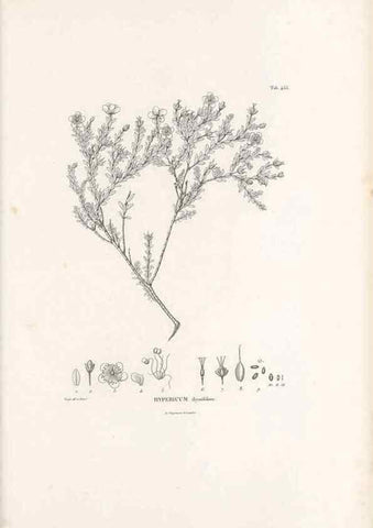 Reproducción/Reproduction 49521179973: Nova genera et species plantarum :. Antverpiae :Ex officina Christophori Plantini ...,1576.. 