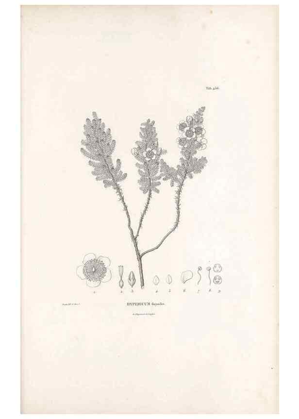 Reproducción/Reproduction 49521704086: Nova genera et species plantarum :. Antverpiae :Ex officina Christophori Plantini ...,1576.. 