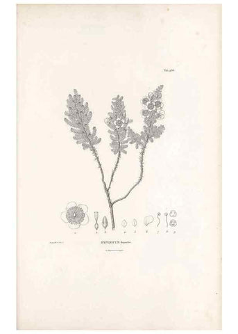 Reproducción/Reproduction 49521704086: Nova genera et species plantarum :. Antverpiae :Ex officina Christophori Plantini ...,1576.. 