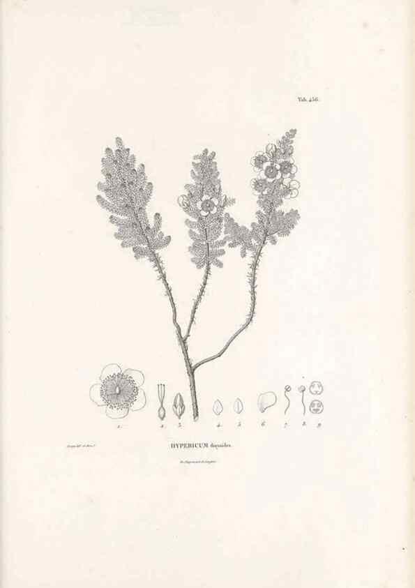 Reproducción/Reproduction 49521704086: Nova genera et species plantarum :. Antverpiae :Ex officina Christophori Plantini ...,1576.. 